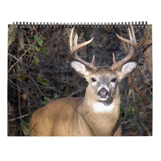 Whitetail Deer Bucks Kalender (Achterkant)