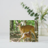 Whitetail Deer - Carte postale Doe et Fawn (Debout devant)