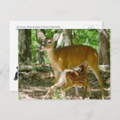 Whitetail Deer - Carte postale Doe et Fawn (Devant / Derrière)