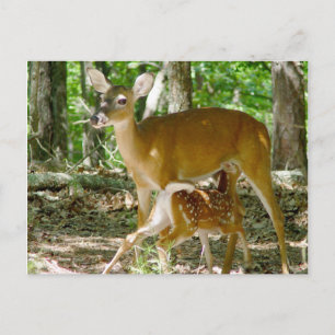 Whitetail Deer - Carte postale Doe et Fawn
