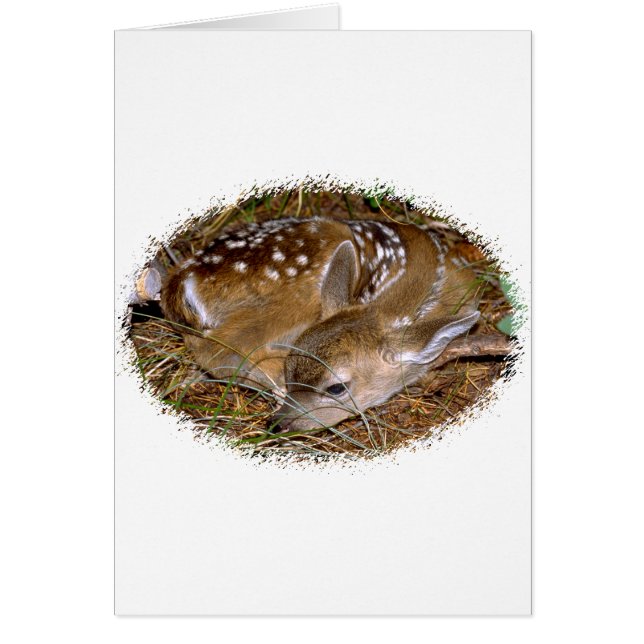 Whitetail Deer Fawn (Voorkant)