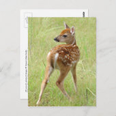 Whitetail Deer Fawn Briefkaart 6 (Voorkant / Achterkant)
