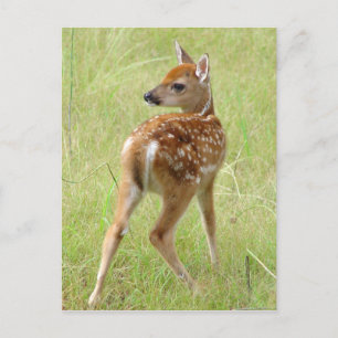 Whitetail Deer Fawn Briefkaart 6