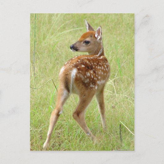 Whitetail Deer Fawn Briefkaart 6 (Voorkant)