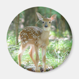 Whitetail Deer Fawn Magnet Magneet