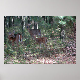Whitetail Deer in de Poconos. druk 0200 Poster