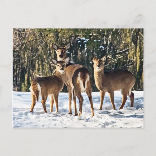 Whitetail Deer in sneeuw Briefkaart (Voorkant)