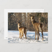 Whitetail Deer in sneeuw Briefkaart (Voorkant / Achterkant)