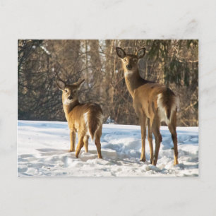 Whitetail Deer in sneeuw Briefkaart