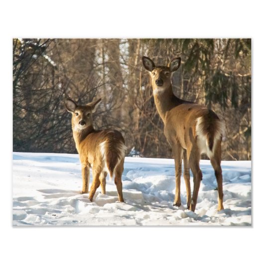 Whitetail Deer in sneeuw Foto Afdruk (Voorkant)