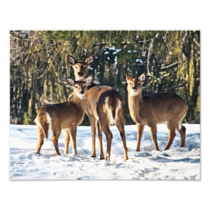 Whitetail Deer in sneeuw Foto Afdruk