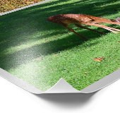 Whitetail Deer Photo Collage Foto Afdruk (Hoek)