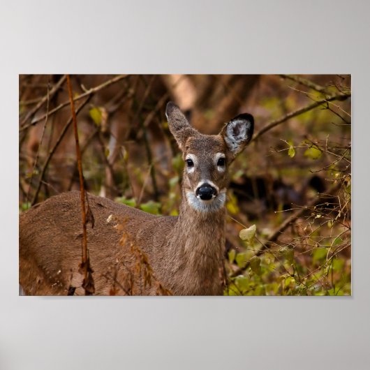 Whitetail Deer Poster (Voorkant)