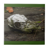 Whitetail Deer Skull Tegel Tegeltje (Voorkant)