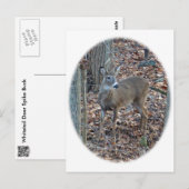 Whitetail Deer Spike Buck reeks Briefkaart (Voorkant / Achterkant)