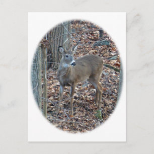 Whitetail Deer Spike Buck reeks Briefkaart