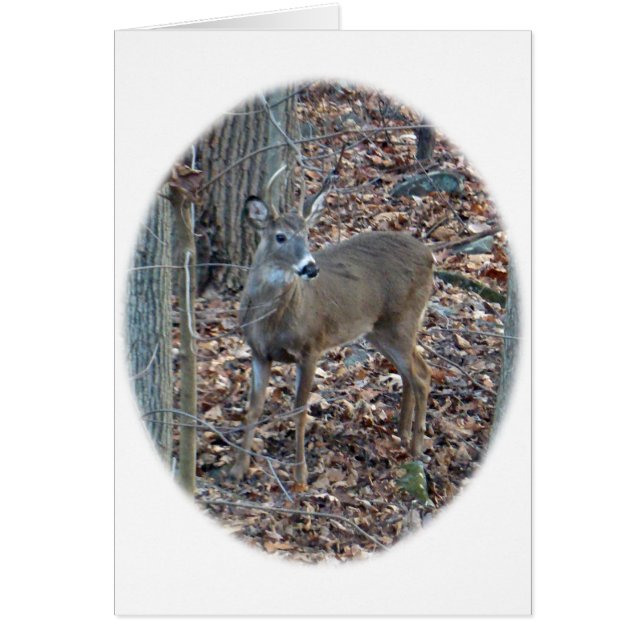 Whitetail Deer Spike Buck Series (Devant)