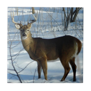 Whitetail Deer (Winter) Decoratieve keramische teg Tegeltje