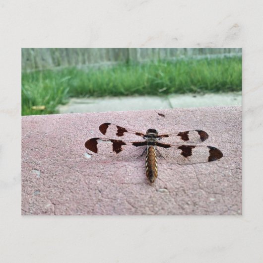 Whitetail Dragonfly Briefkaart (Voorkant)