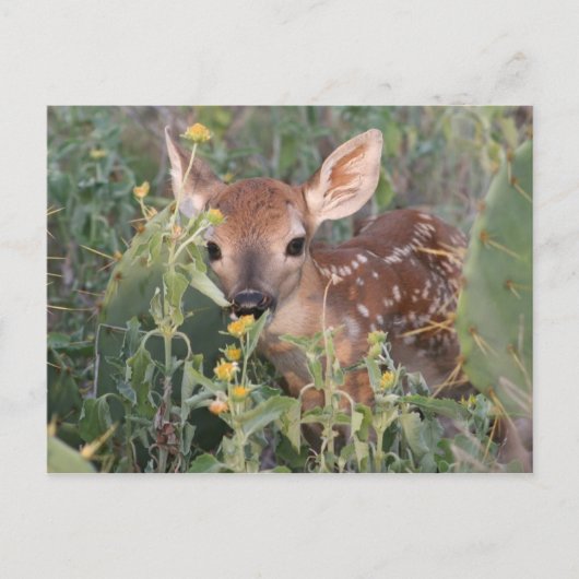 Whitetail Fawn Briefkaart (Voorkant)