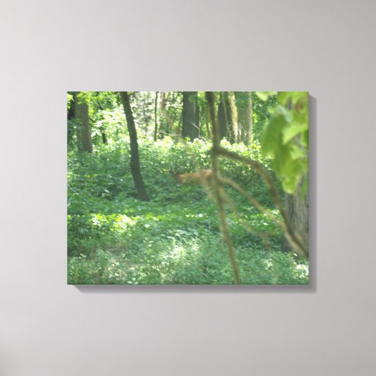 Whitetail-herder Canvas Afdruk (Voorkant)