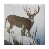 Whitetail herder tegeltje (Voorkant)