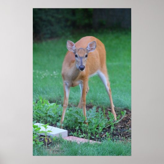 Whitetail hert, Ohio Poster (Voorkant)