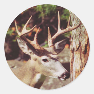 Whitetail Herten (Buck) Sticker