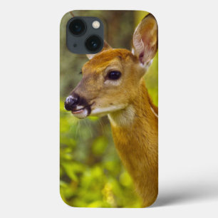 Whitetail-herten in Whitefish, Montana, Verenigde  iPhone 13 Hoesje