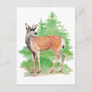Whitetailed Deer Briefkaart