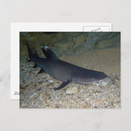 Whitetip Ref Shark Briefkaart (Voorkant / Achterkant)