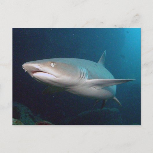 Whitetip Ref Shark Briefkaart (Voorkant)