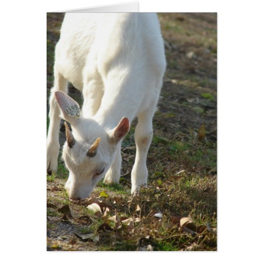Whitey The Saanen Goat (Voorkant)