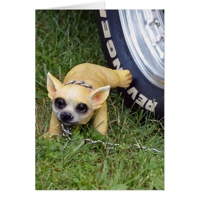 Whiz Kind (Voorkant)