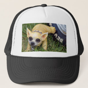 Whiz Kind Trucker Pet