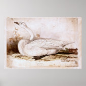 Whooper zwaan (cygnus cygnus) 1835, Lear, Edward Poster (Voorkant)