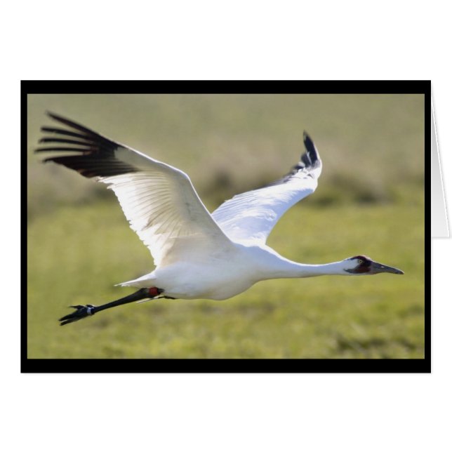 Whooping Crane (Grus americana) (Voorkant Horizontaal)