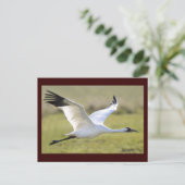 Whooping Crane (Grus americana) Briefkaart (Staand voorkant)