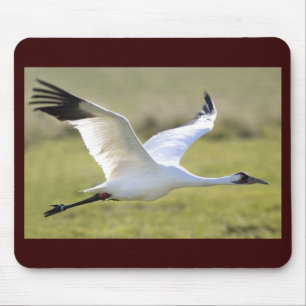 Whooping Crane (Grus americana) Muismat