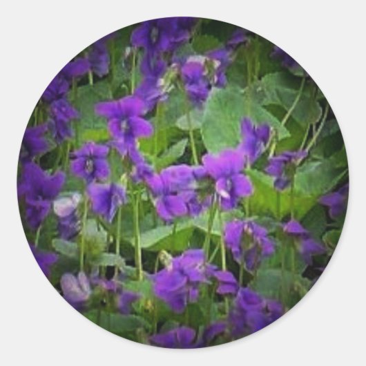 WI houten viooltjes spotlight stickers (Voorkant)