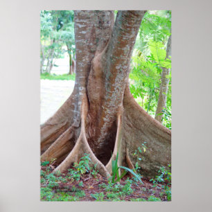 Wide tree roots Florida tree Poster