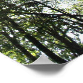 Widewater Trees in de zon Poster (Hoek)