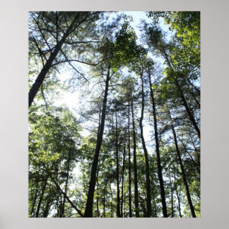 Widewater Trees in de zon Poster