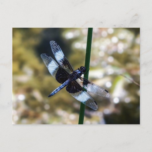 Widow Skimmer Dragonfly Briefkaart (Voorkant)