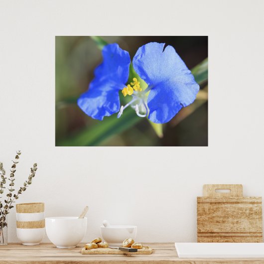 Widows Tears Poster (Keuken)