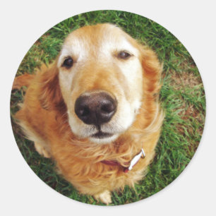 Wie is een goeie jongen? ronde sticker