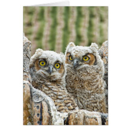 Wie is er, Pair of Owl's