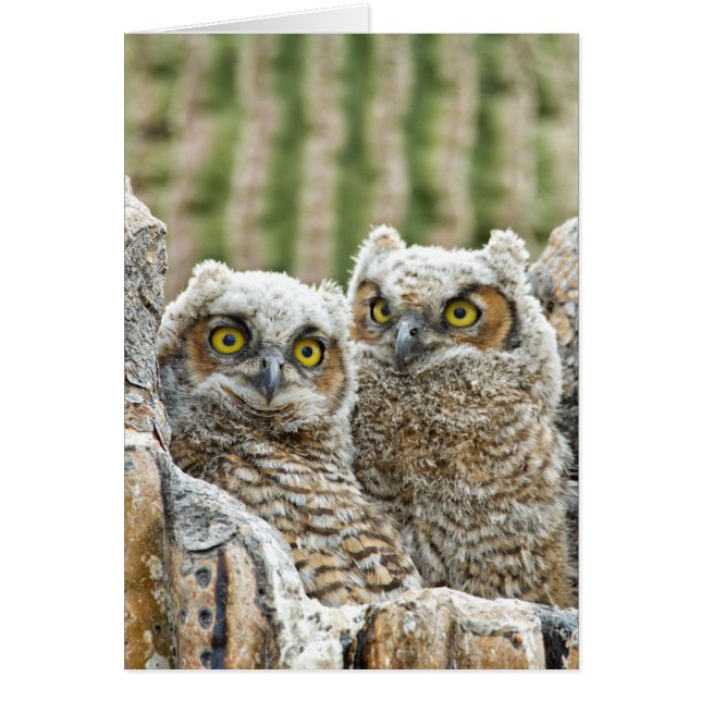 Wie is er, Pair of Owl's (Voorkant)