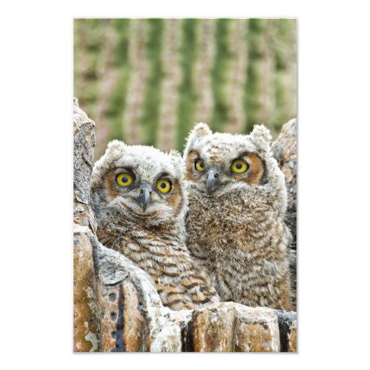Wie is er, Pair of Owl's Foto Afdruk (Voorkant)