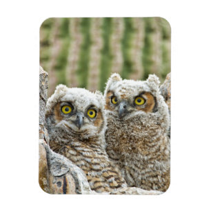 Wie is er, Pair of Owl's Magneet